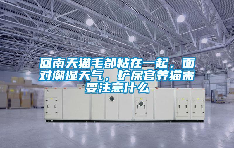 回南天貓毛都粘在一起，面對潮濕天氣，鏟屎官養(yǎng)貓需要注意什么