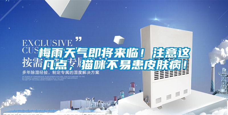 梅雨天氣即將來臨！注意這幾點，貓咪不易患皮膚病！