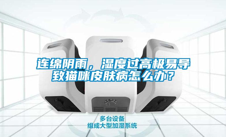 連綿陰雨，濕度過高極易導致貓咪皮膚病怎么辦？