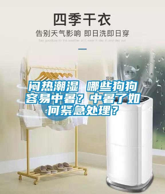 悶熱潮濕 哪些狗狗容易中暑？中暑了如何緊急處理？