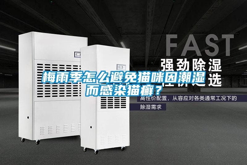 梅雨季怎么避免貓咪因潮濕而感染貓癬？