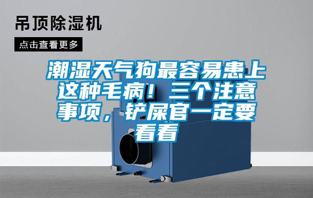 潮濕天氣狗最容易患上這種毛??！三個(gè)注意事項(xiàng)，鏟屎官一定要看看