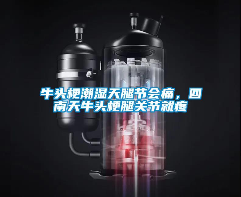 牛頭梗潮濕天腿節(jié)會痛，回南天牛頭梗腿關節(jié)就疼