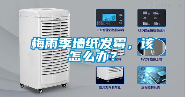 梅雨季墻紙發(fā)霉，該怎么辦？