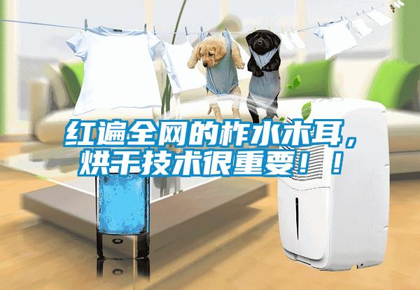 紅遍全網(wǎng)的柞水木耳，烘干技術(shù)很重要！！