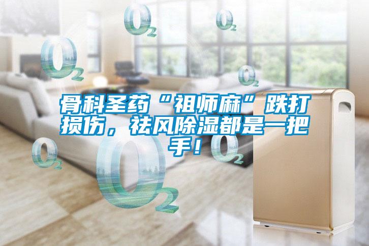 骨科圣藥“祖師麻”跌打損傷，祛風(fēng)除濕都是一把手！
