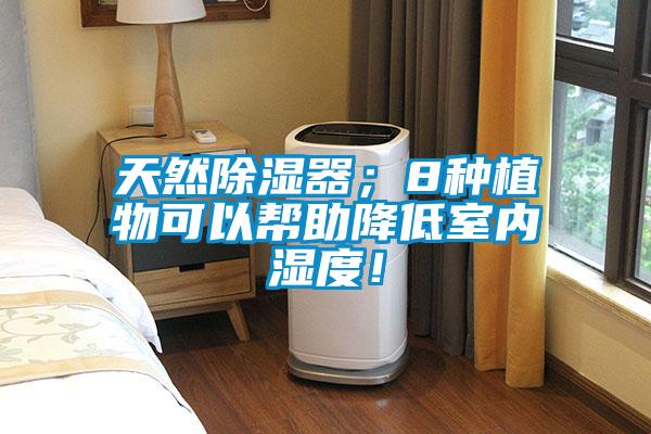 天然除濕器；8種植物可以幫助降低室內(nèi)濕度！